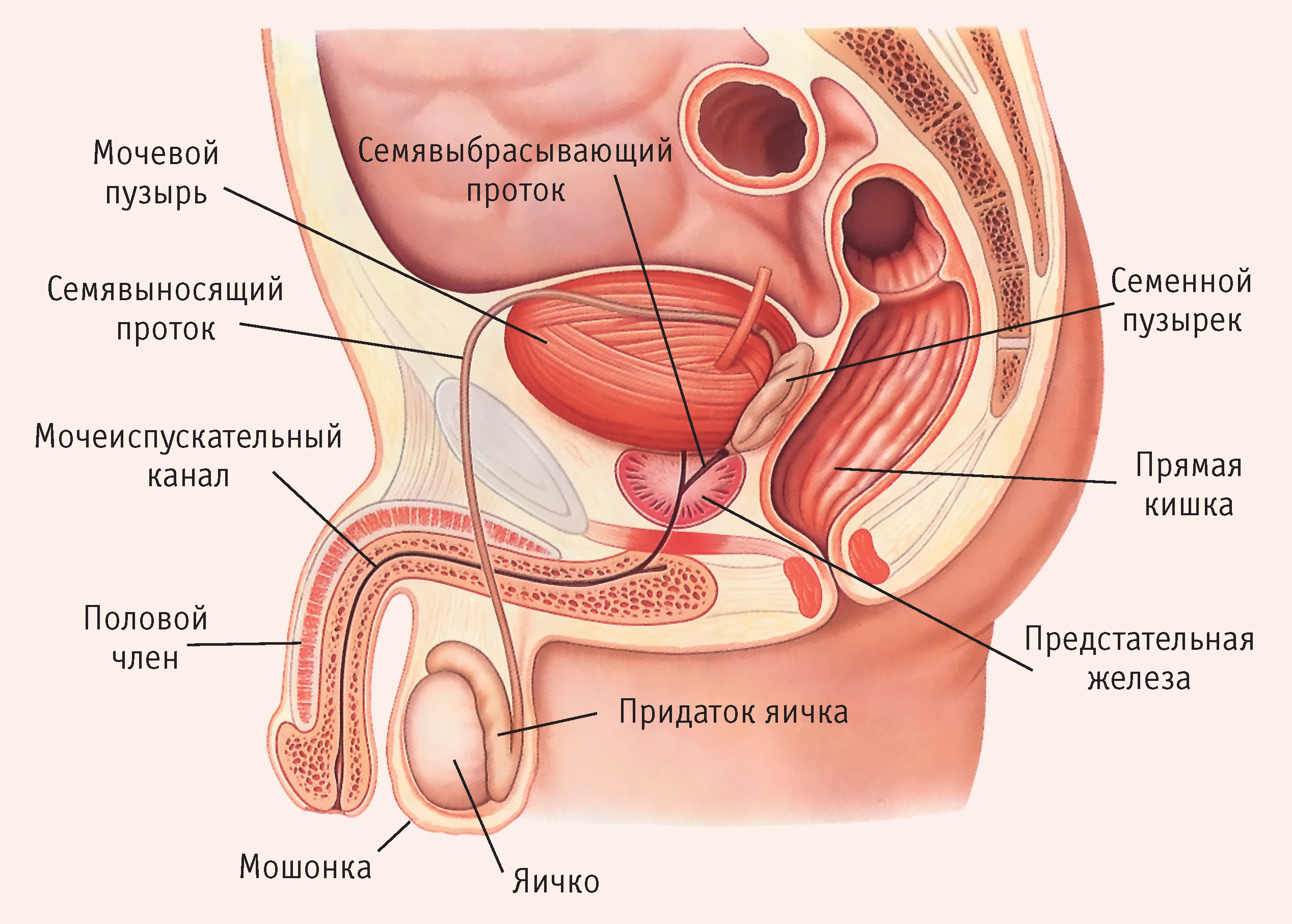 Исследование мужской анатомии