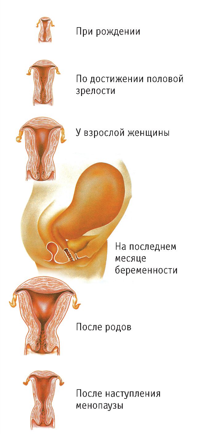 Женский организм: подготовка к родам