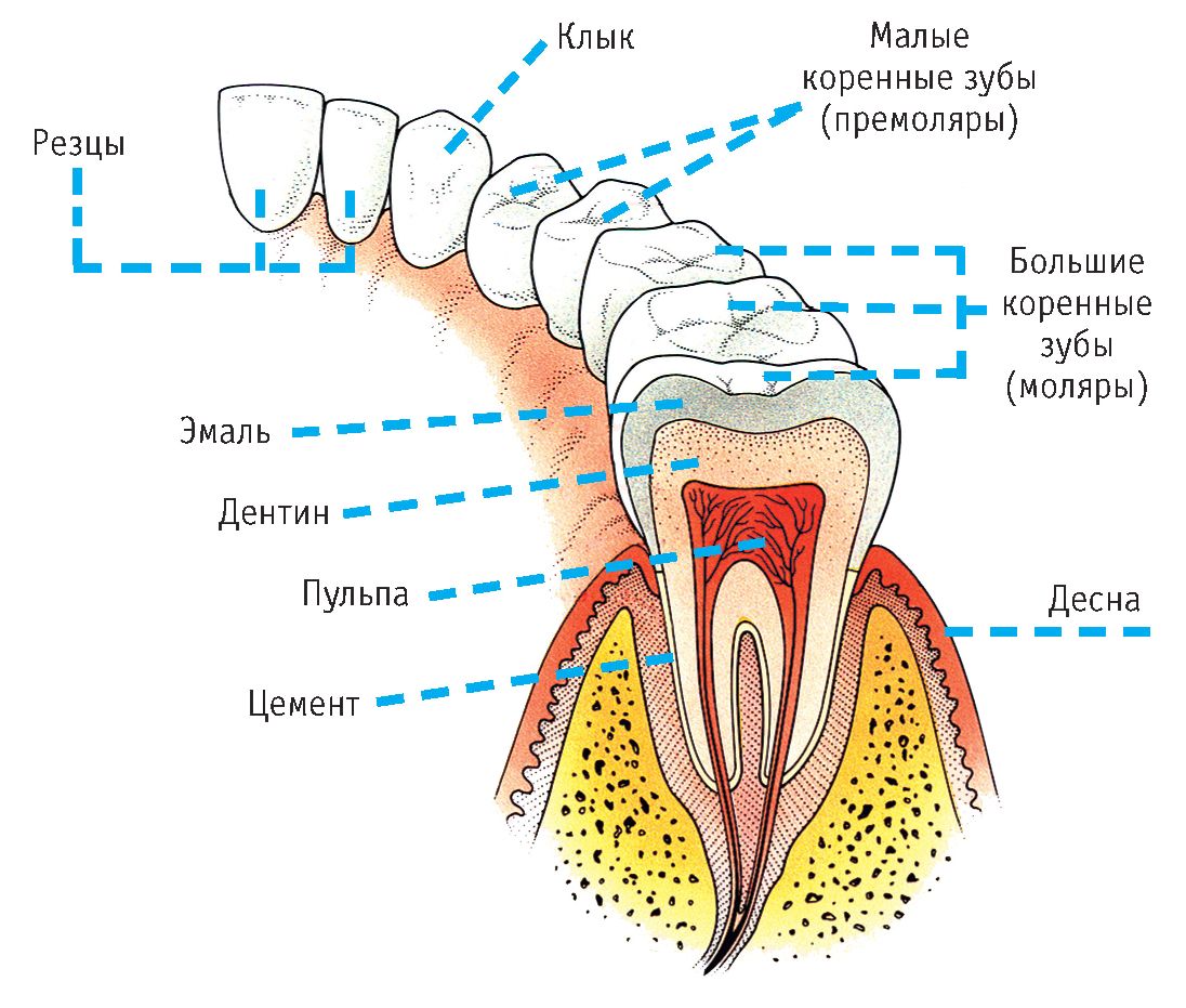 Рис. 1. Строение постоянных зубов: малые коренные зубы (премоляры), большие коренные зубы (моляры) 