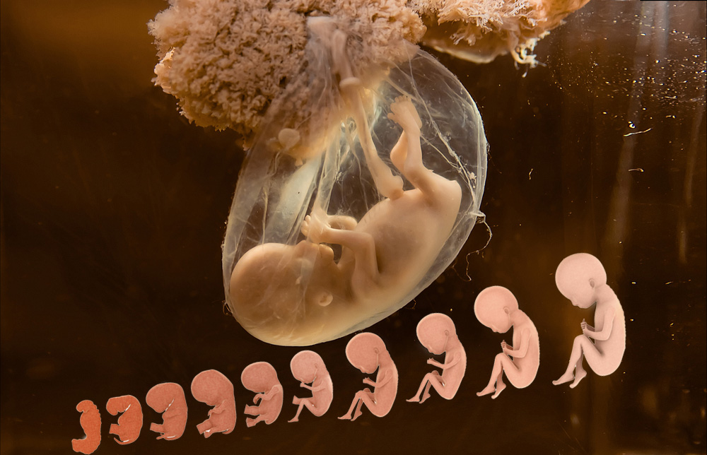 Беременность внутриутробные условия развития ребенка thumbnail