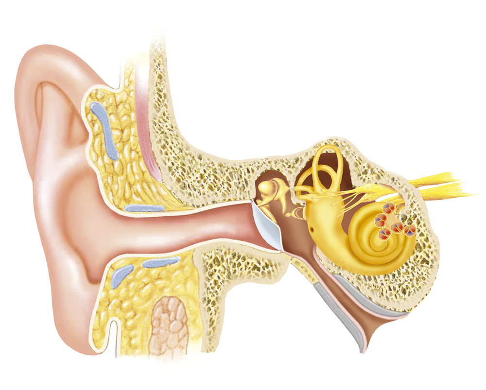 Заболевания вестибулярного аппарата. Барабанная перепонка при болезни Меньера. Ушная раковина слуховой нерв барабанная перепонка. Строение ухо и вестибулярный аппарат.