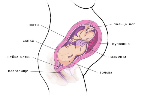Как удлинить матку при беременности. Матка беременной женщины. Строение беременной женщины. Строение матки беременной женщины. Схема матки при беременности.