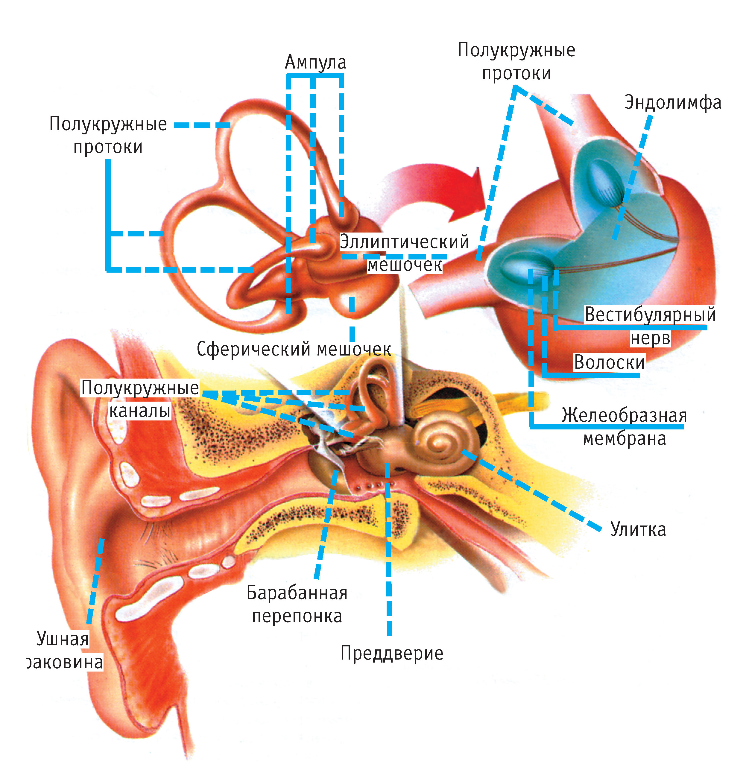 Полукружный канал орган слуха