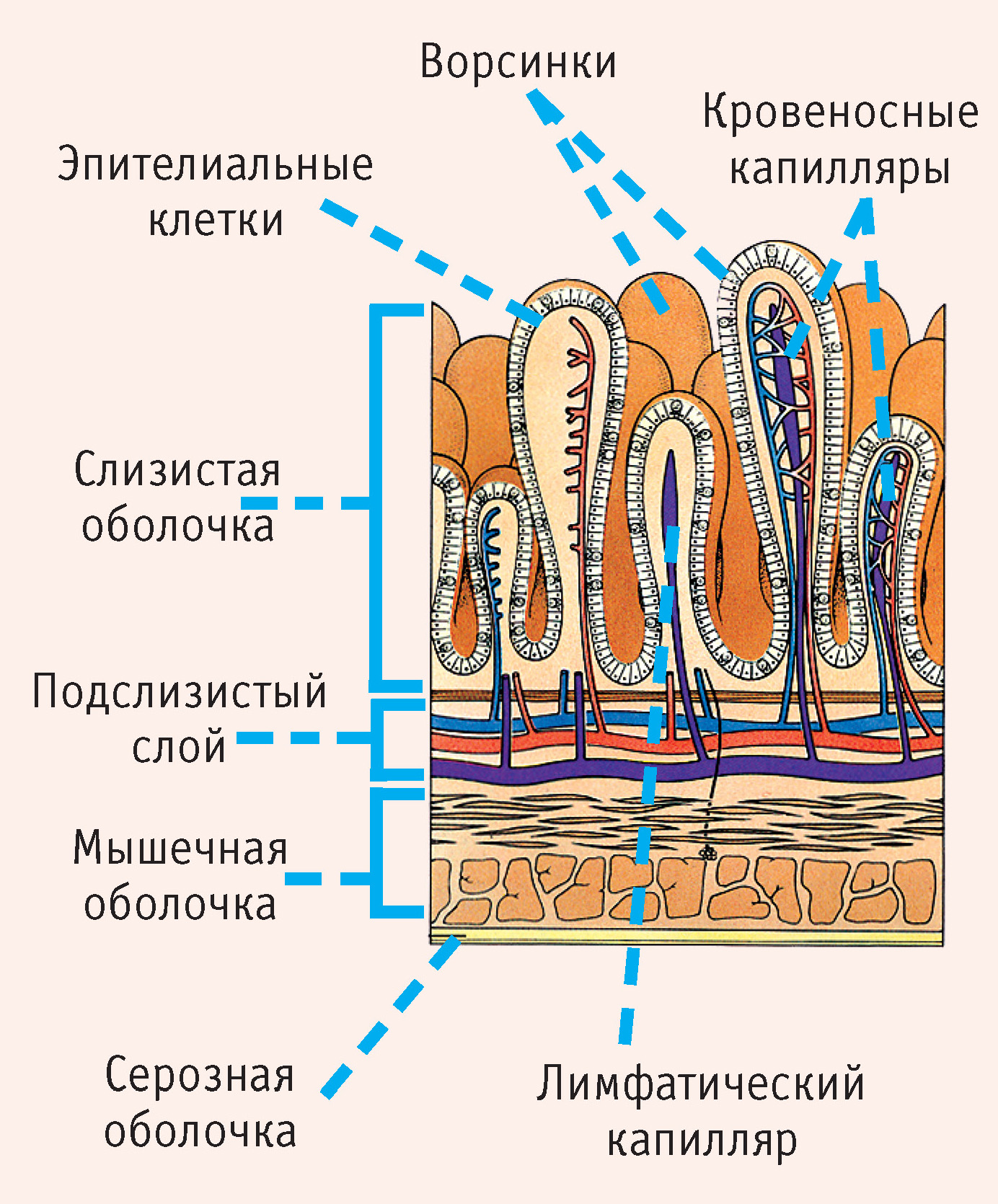 Слизистая оболочка состоит из слоев. Строение кишечной ворсинки тонкой кишки. Строение кишечной аорсчнкеи схема. Схема строения ворсинки тонкой кишки анатомия. Слизистая оболочка тонкого кишечника строение.