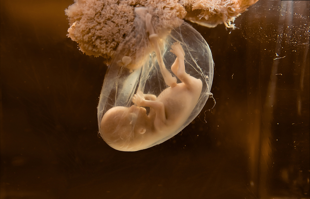 Ученые нашли способ справиться с дефектами сердца эмбриона