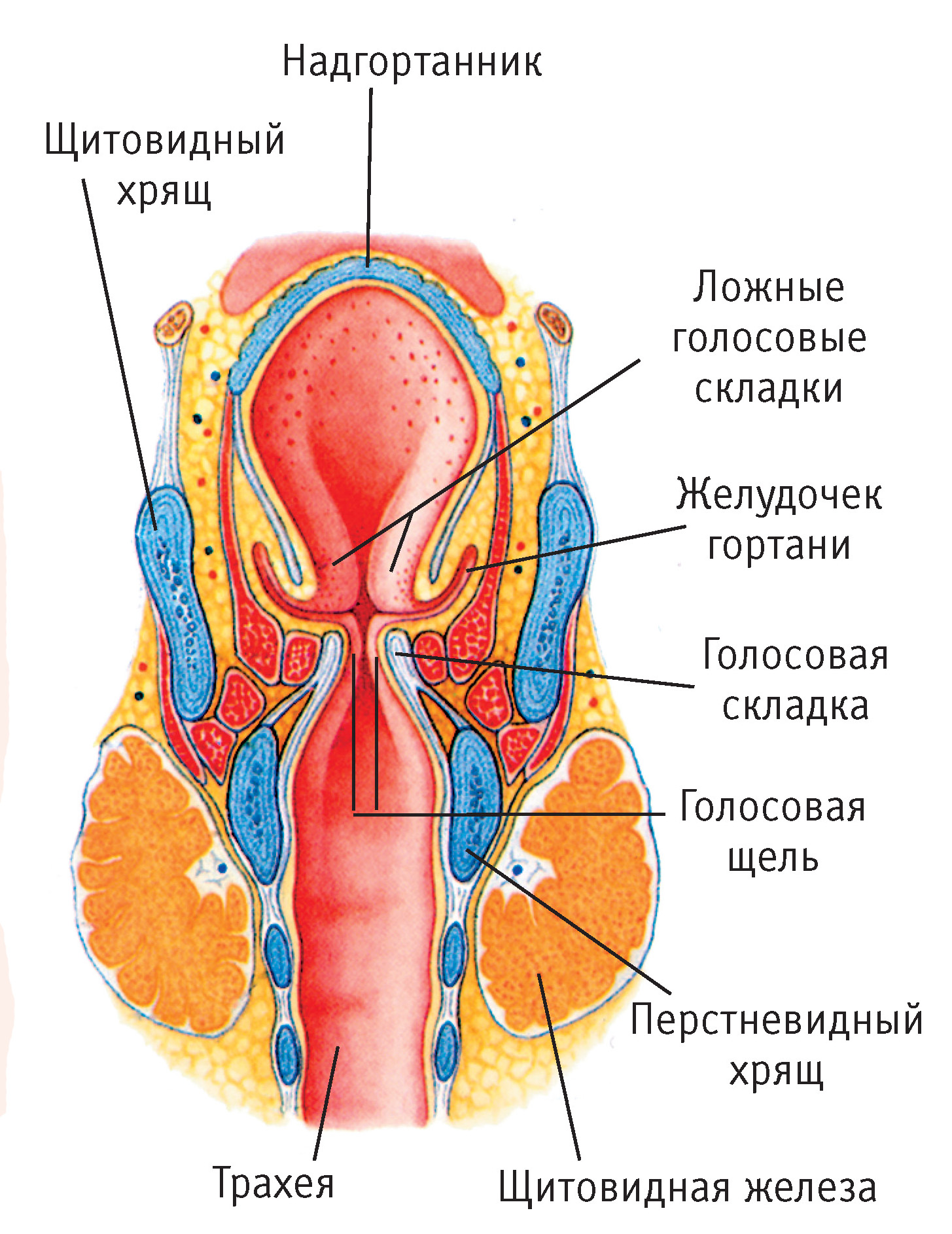 Состав гортани входит. Голосовые связки анатомия строение. Строение гортани человека. Строение гортани анатомия рисунок. Надгортанник голосовые складки.