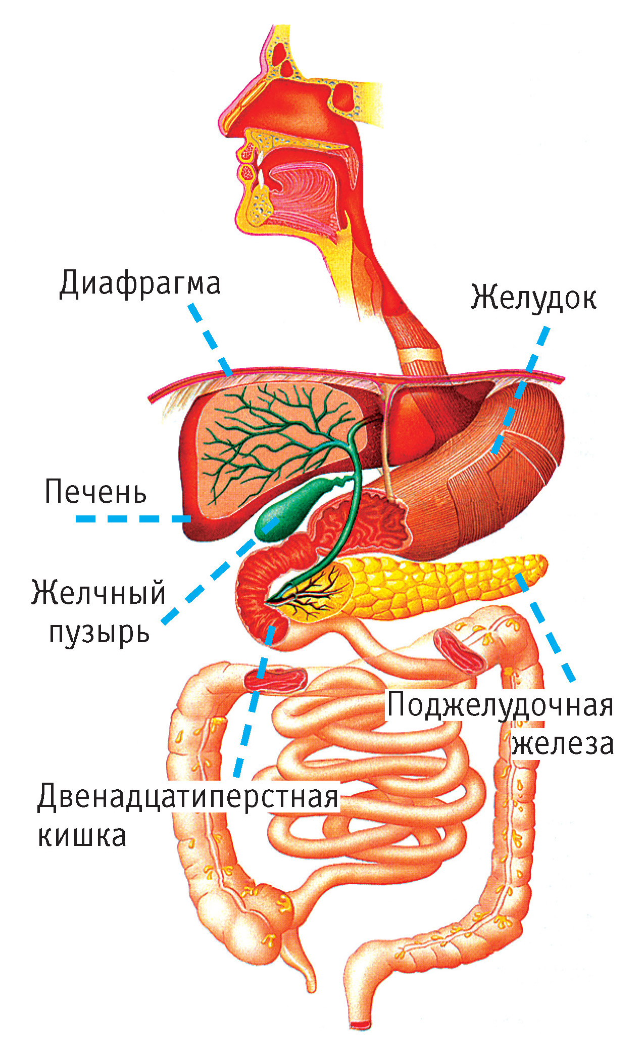 Желудок под печенью. Строение ЖКТ желчного пузыря. Пищеварительная система желчный пузырь анатомия. Анатомия человека печень и желчный пузырь расположение. Анатомия печень желчный пузырь протоки.