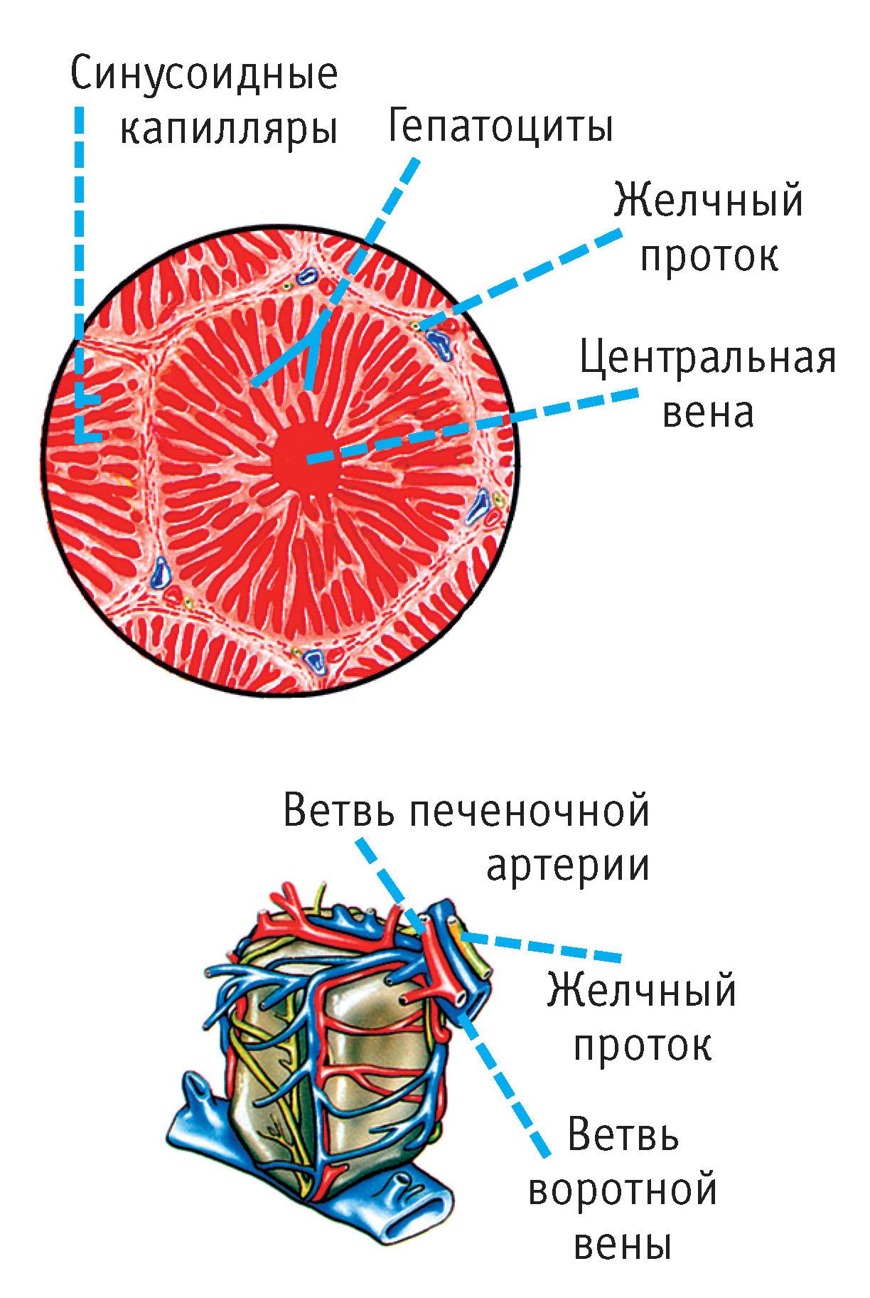 Анатомия печень желчный пузырь желчные протоки thumbnail