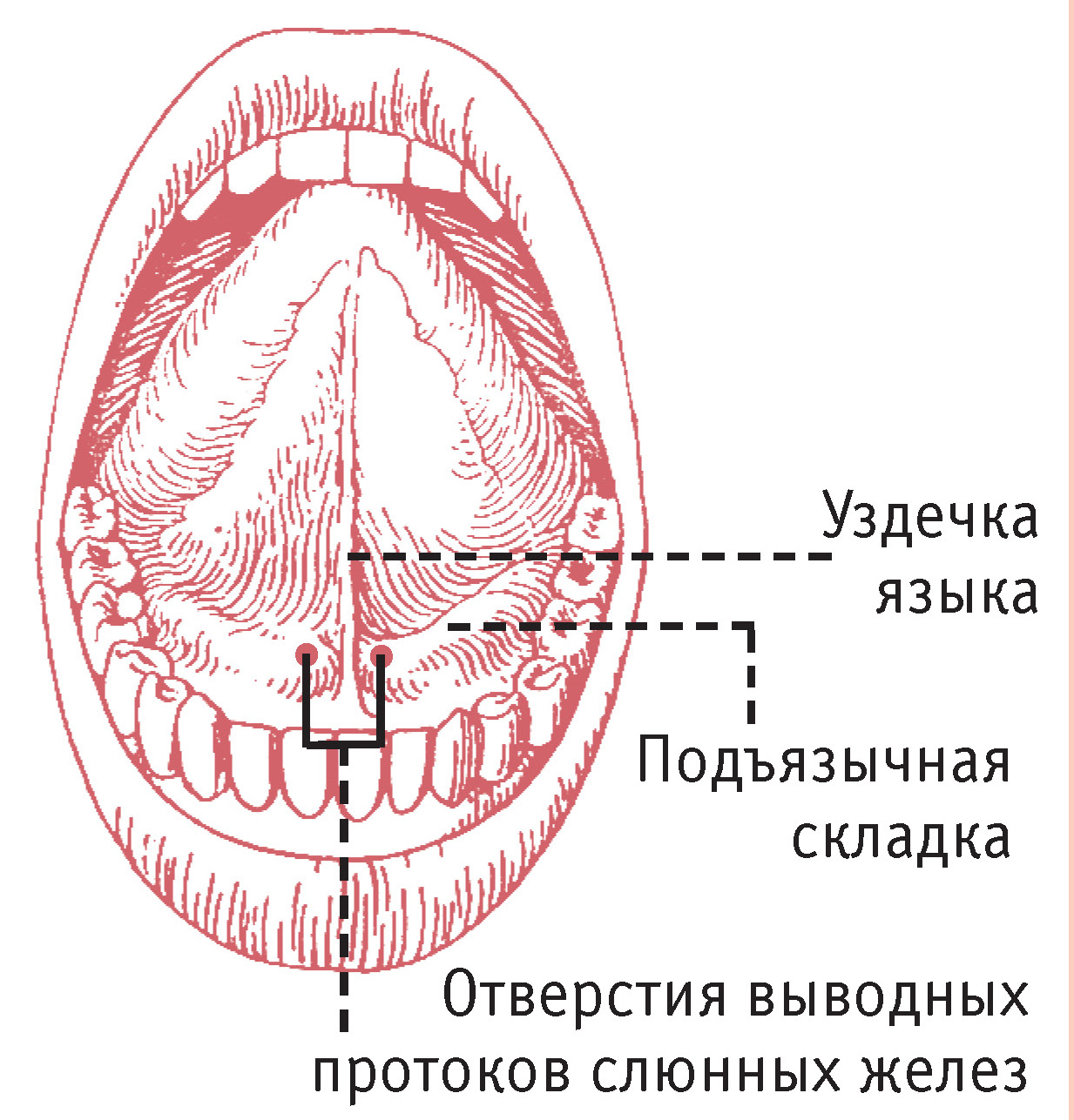 Нижняя часть рта. Подъязычные складки строение. Строение языка человека снизу. Строение языка человека снизу схема с описанием. Язык анатомия строение снизу.